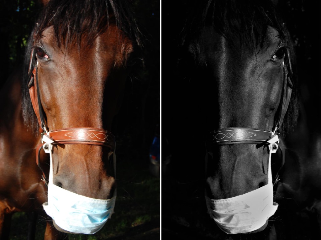 1er PRIX   VIOLETTE CHABRIER